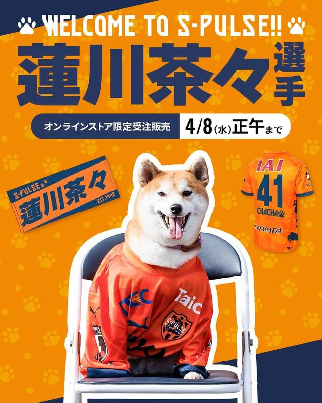 愚人节玩笑，清水心跳4月1日签下4岁秋田犬莲川茶茶 | 中国区|球友会|股份有限公司